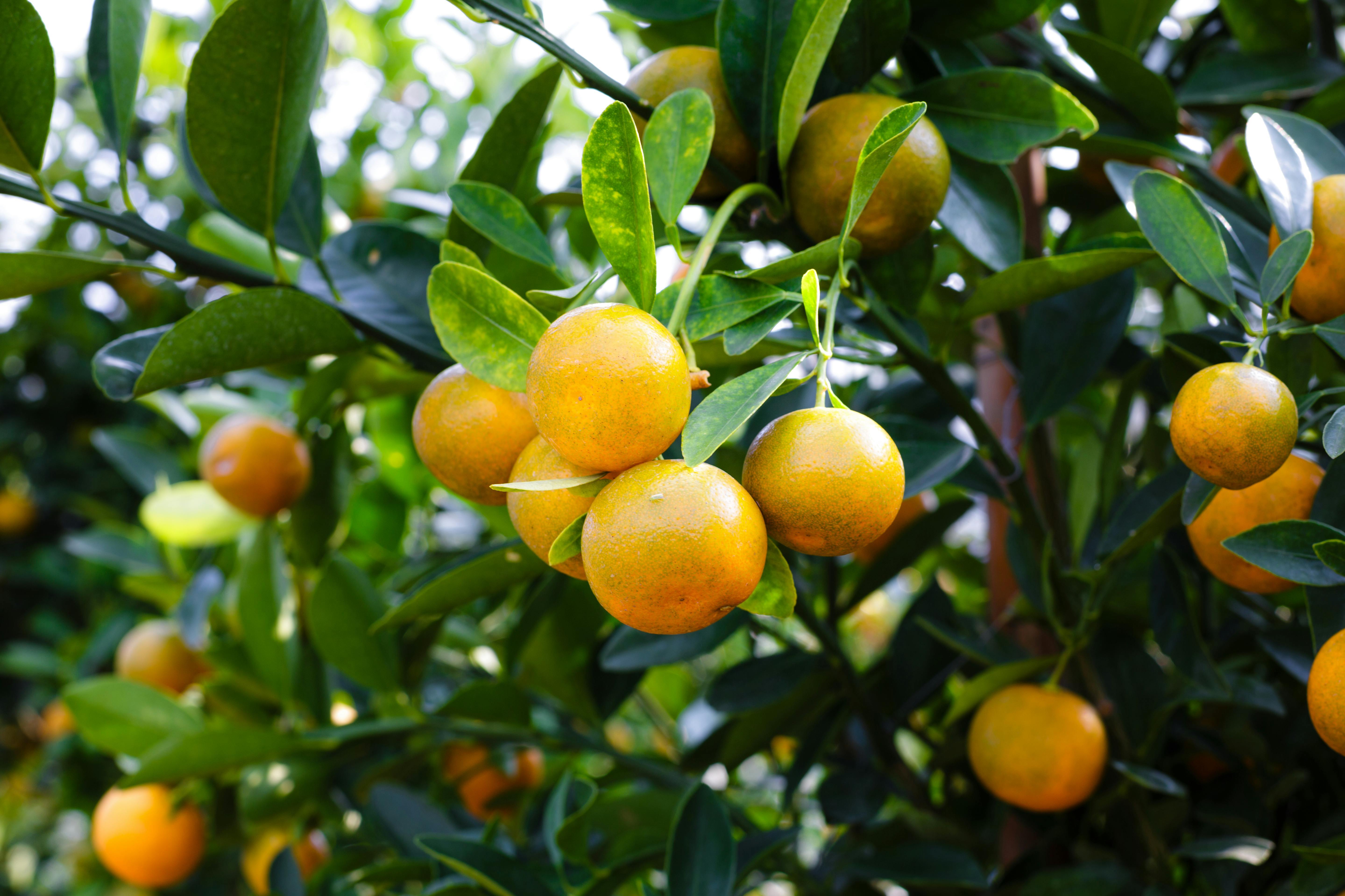 oranges on trees